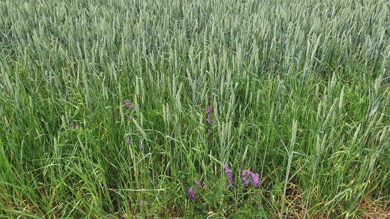 Conservation des sols : un modèle d’avenir