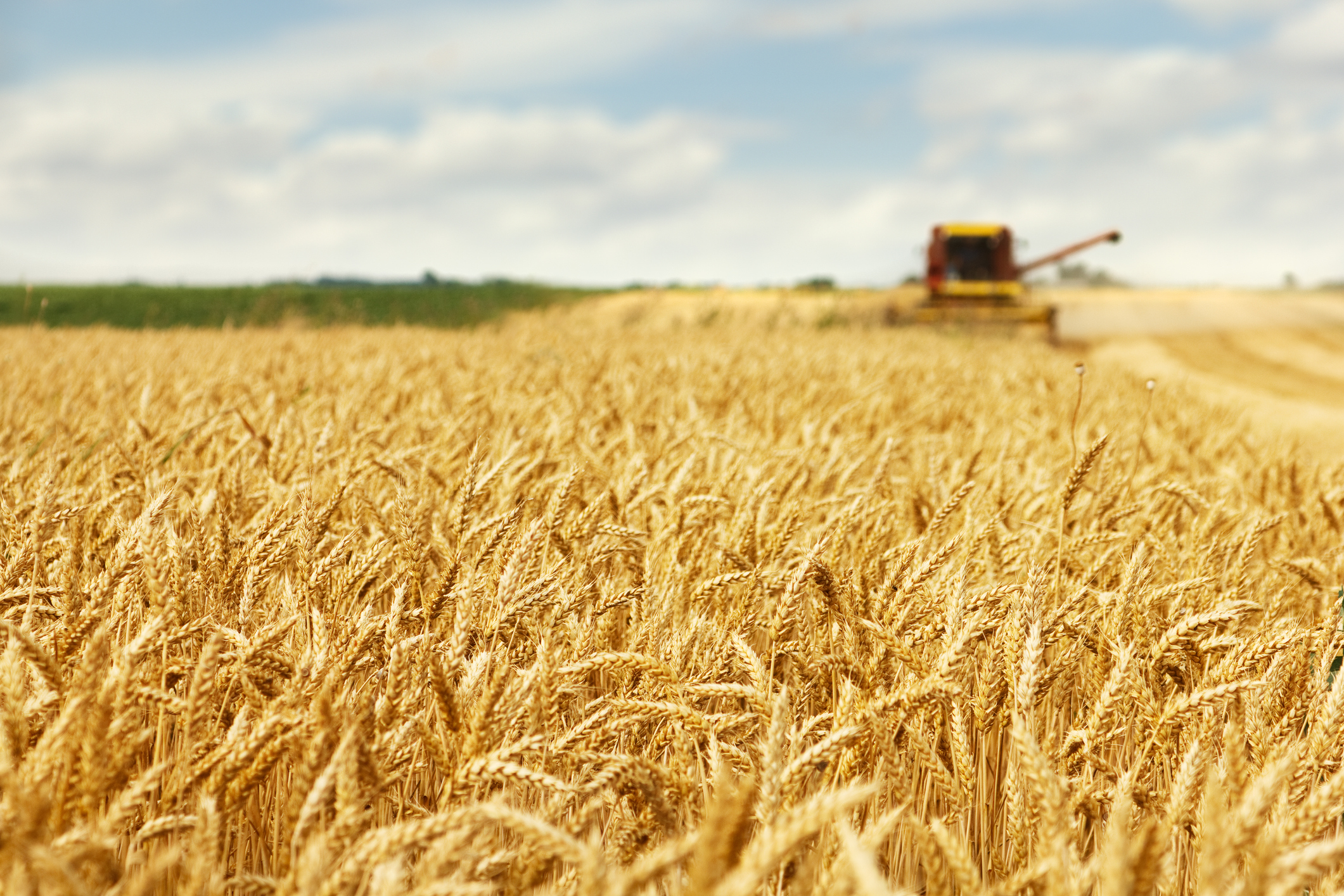 La liste des blés pour la meunerie française composée de 136 variétés en 2020