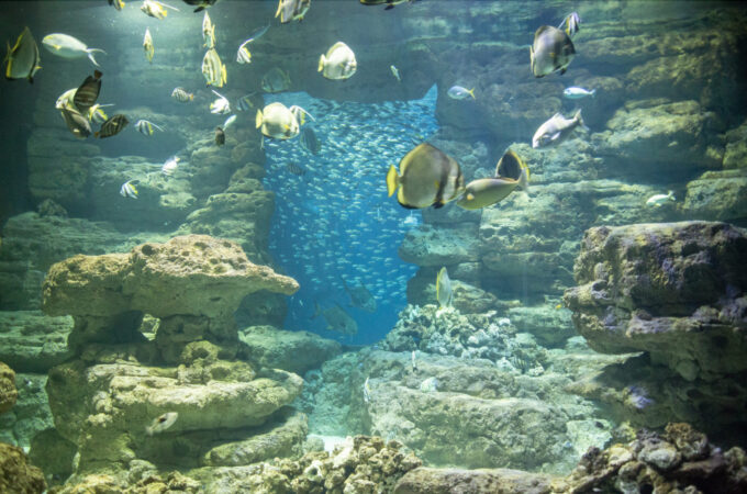 La magie de l’Aquarium de Paris