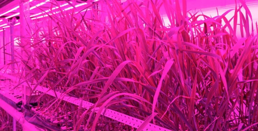 Du pain belge sur Mars ?