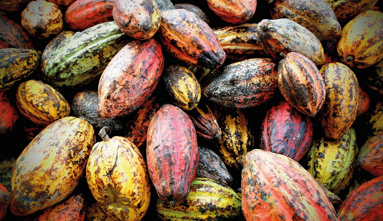 Puratos déploie un programme exceptionnel «Cacao-Trace» pour un chocolat de grande qualité