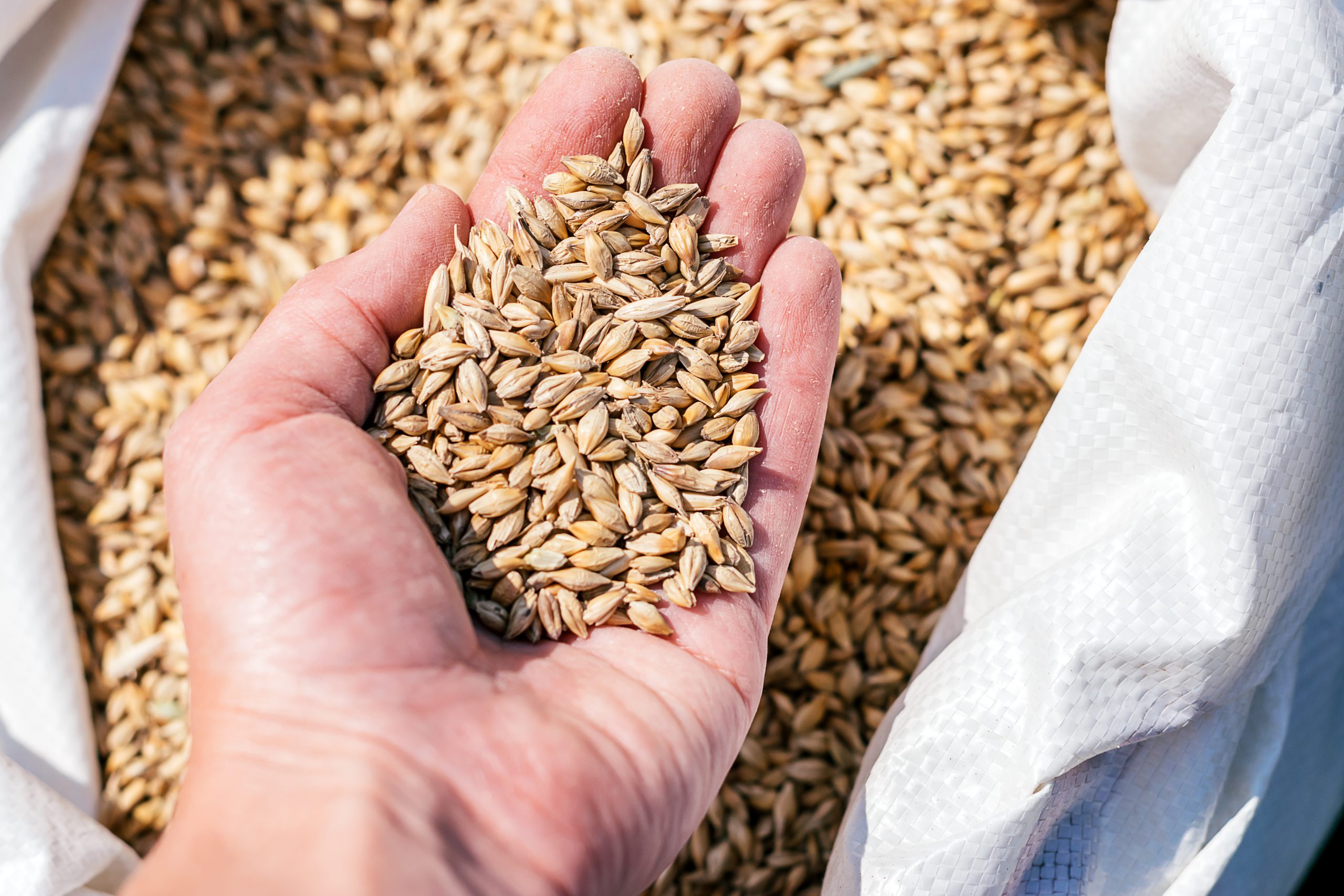 152 variétés sur la fiche blés meuniers 2024