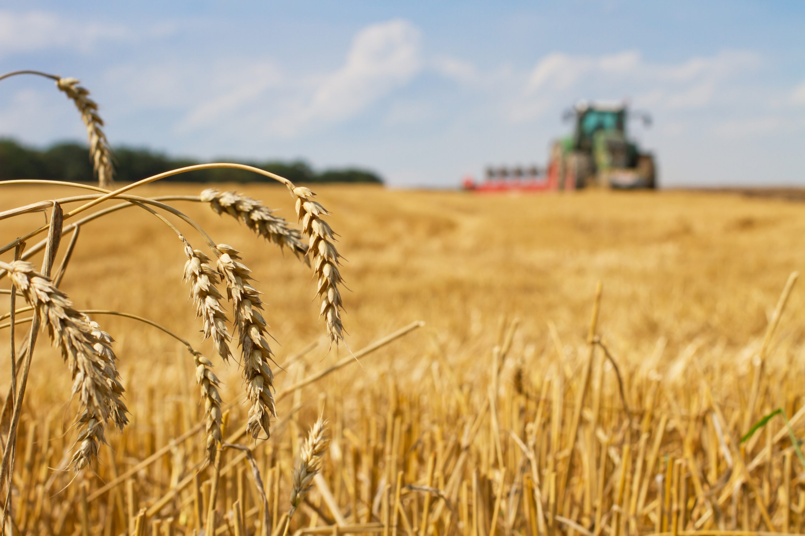 La récolte des blés s’annonce historiquement basse