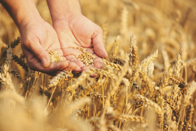 Blé tendre : des volumes en repli mais de bonne qualité