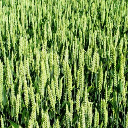 La filière céréalière CRC® s’engage pour la qualité des céréales et en faveur de la Biodiversité