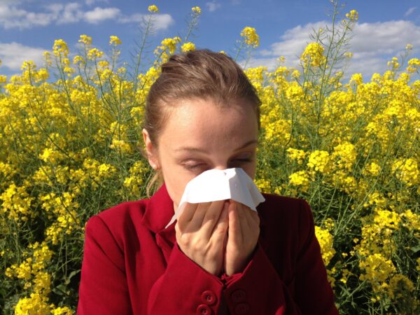 Allergie, le retour