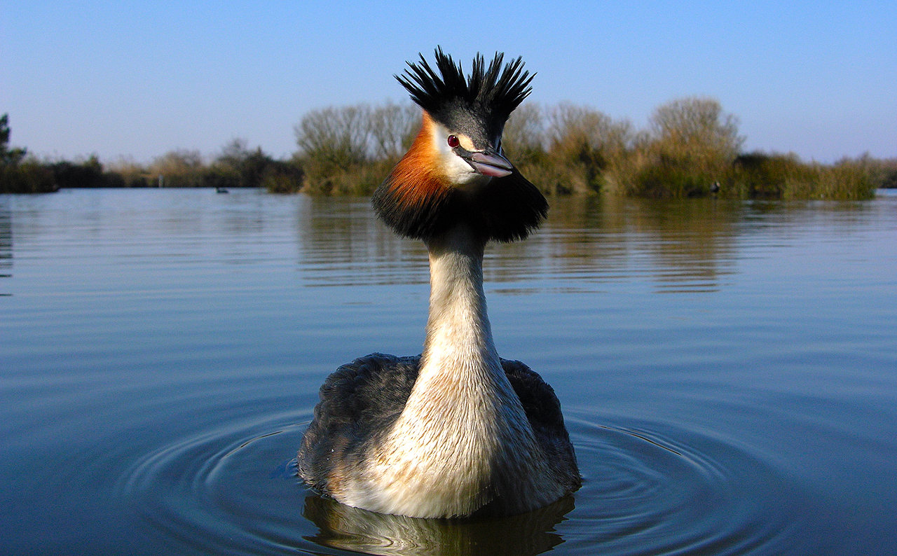 La réserve ornithologique du Teich… Une visite à vol d’oiseaux